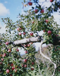 林檎の木 2 Apple Tree 2（detail） 2017 ©Yoshihiko Ueda