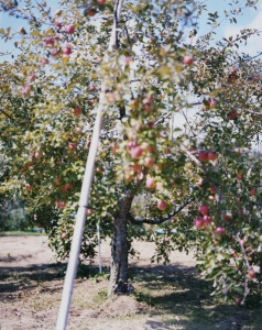 林檎の木 3 Apple Tree 3（detail） 2017 ©Yoshihiko Ueda