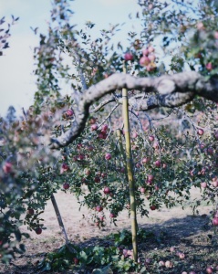 林檎の木 7 Apple Tree 7（detail） 2017 ©Yoshihiko Ueda