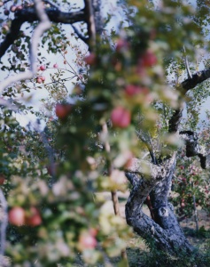 林檎の木 8 Apple Tree 8（detail: left） 2017 ©Yoshihiko Ueda