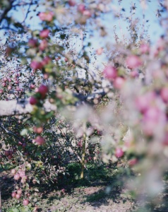 林檎の木 8 Apple Tree 8（detail: right） 2017 ©Yoshihiko Ueda