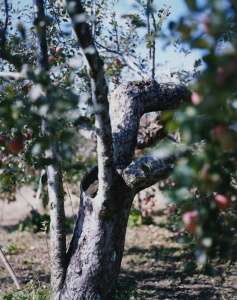 林檎の木 9 Apple Tree 9（detail: left) 2017 ©Yoshihiko Ueda