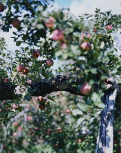 林檎の木 10 Apple Tree 10（detail: center) 2017 ©Yoshihiko Ueda