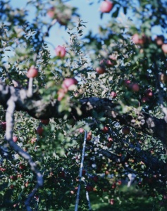 林檎の木 10 Apple Tree 10（detail: left) 2017 ©Yoshihiko Ueda