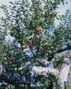 林檎の木 10 Apple Tree 10（detail: right) 2017 ©Yoshihiko Ueda